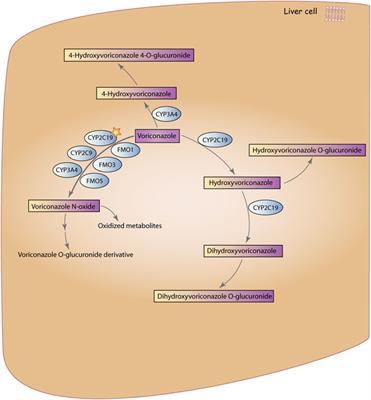 The impact of gene polymorphism and hepatic insufficiency on voriconazole dose adjustment in invasive fungal infection individuals